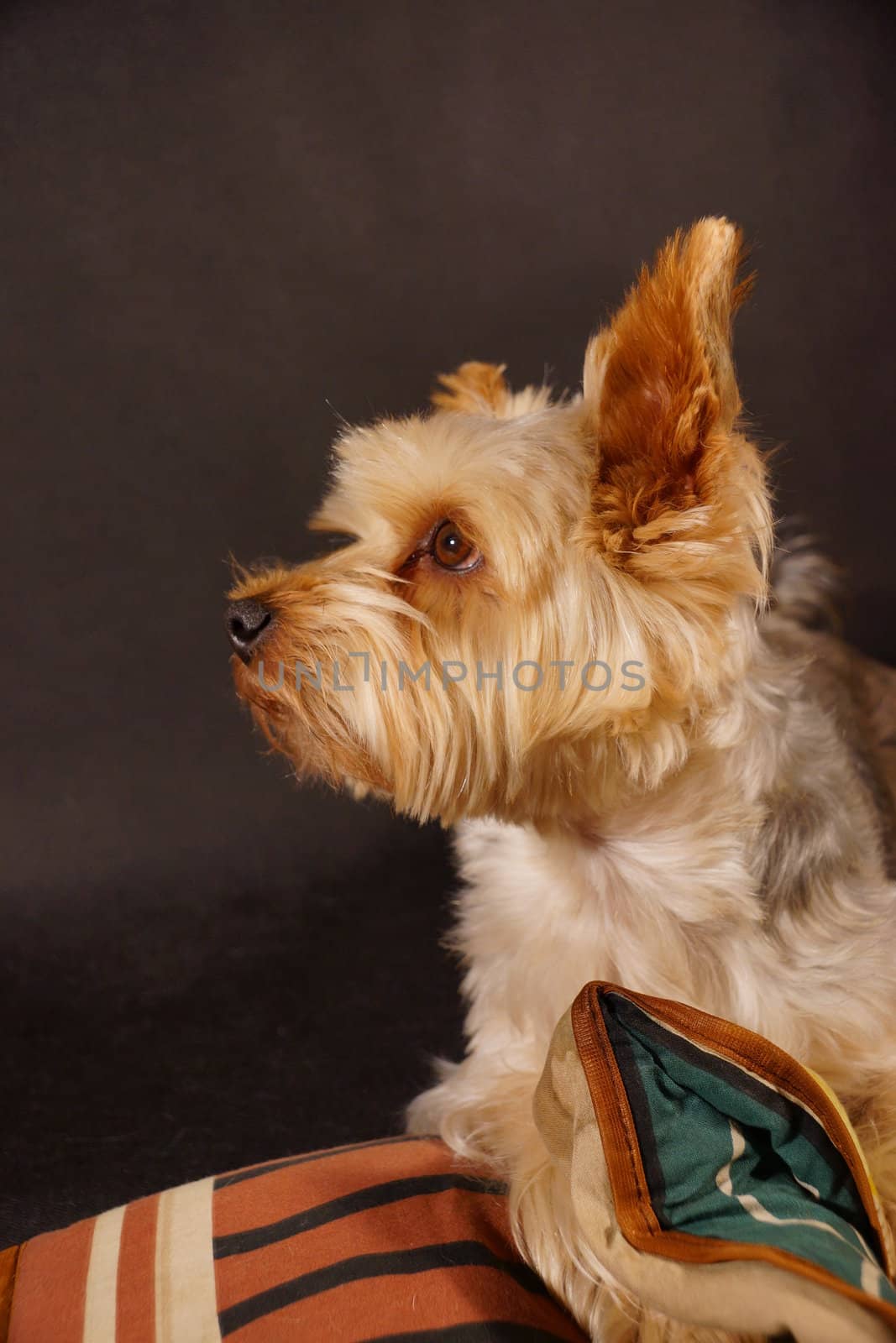 dog (yorkshire terrier) on a black background