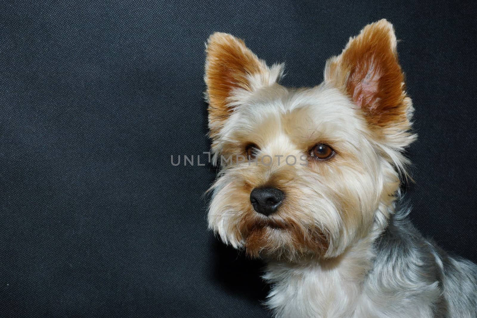 dog (yorkshire terrier) on a black background