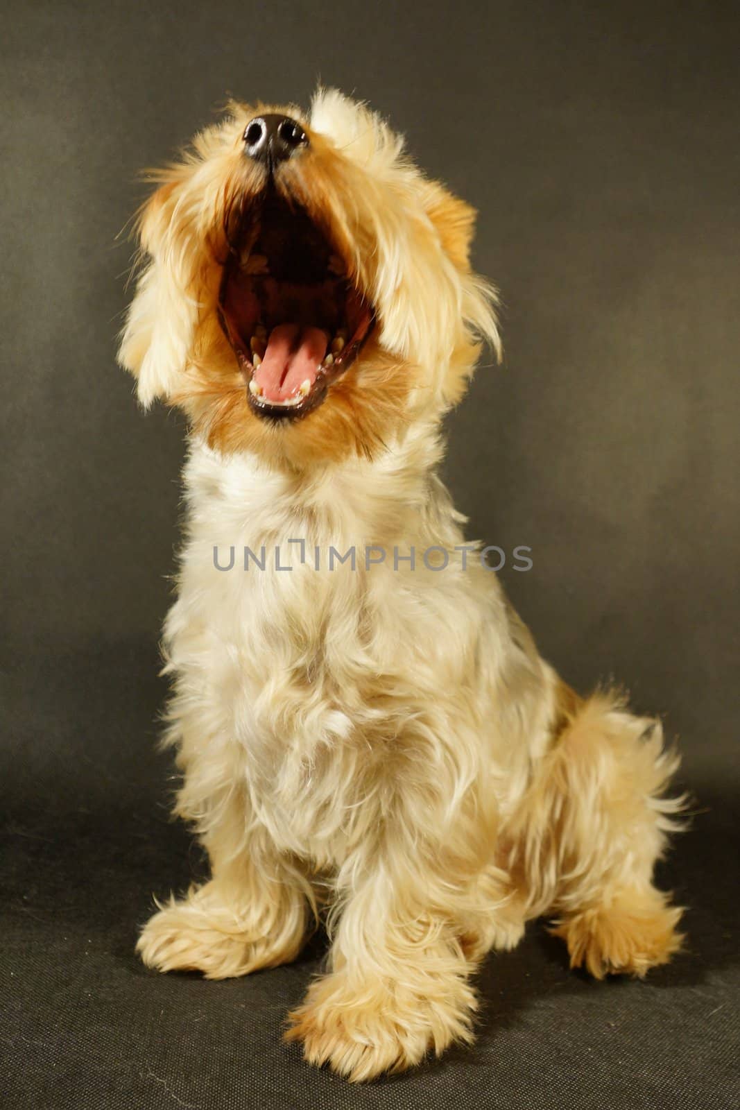 dog (yorkshire terrier) on a black background