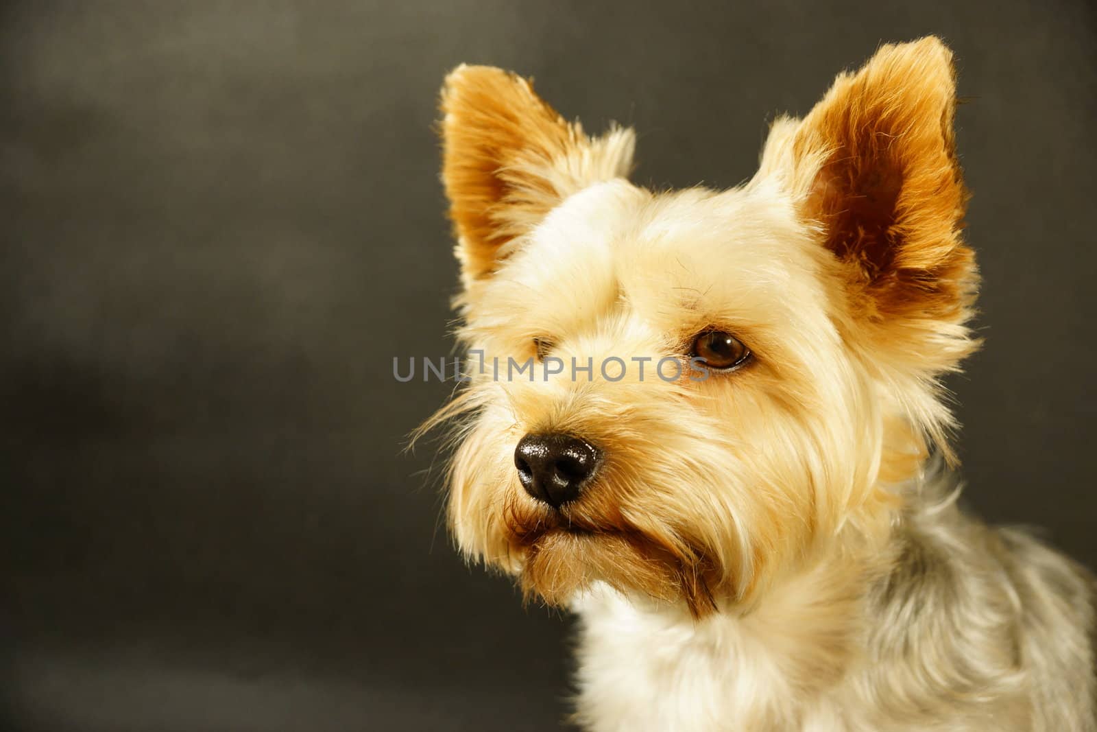 Yorkshire terrier by iness007
