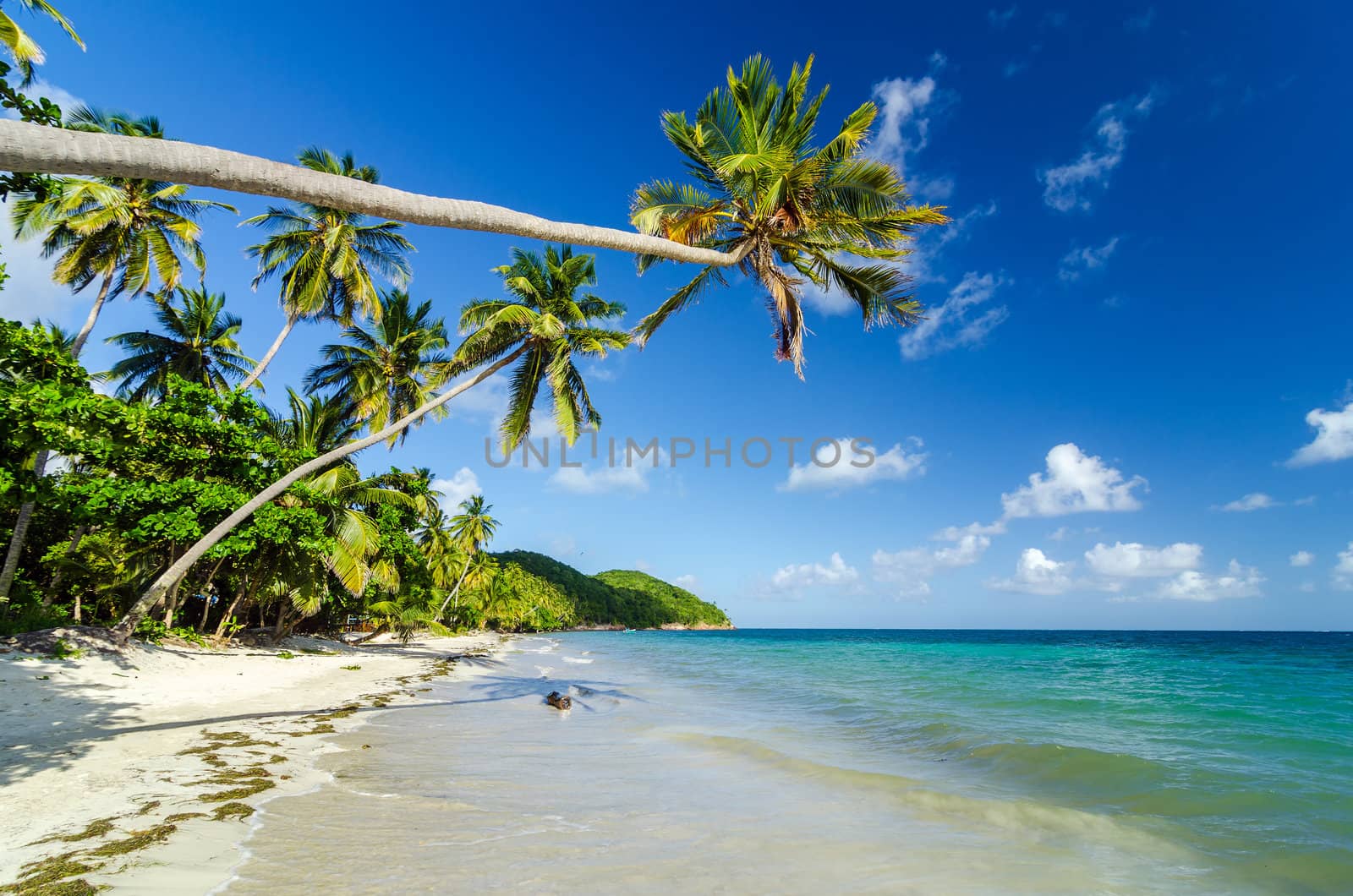 Palm tree extending over a beautiful secluded Caribbean beach