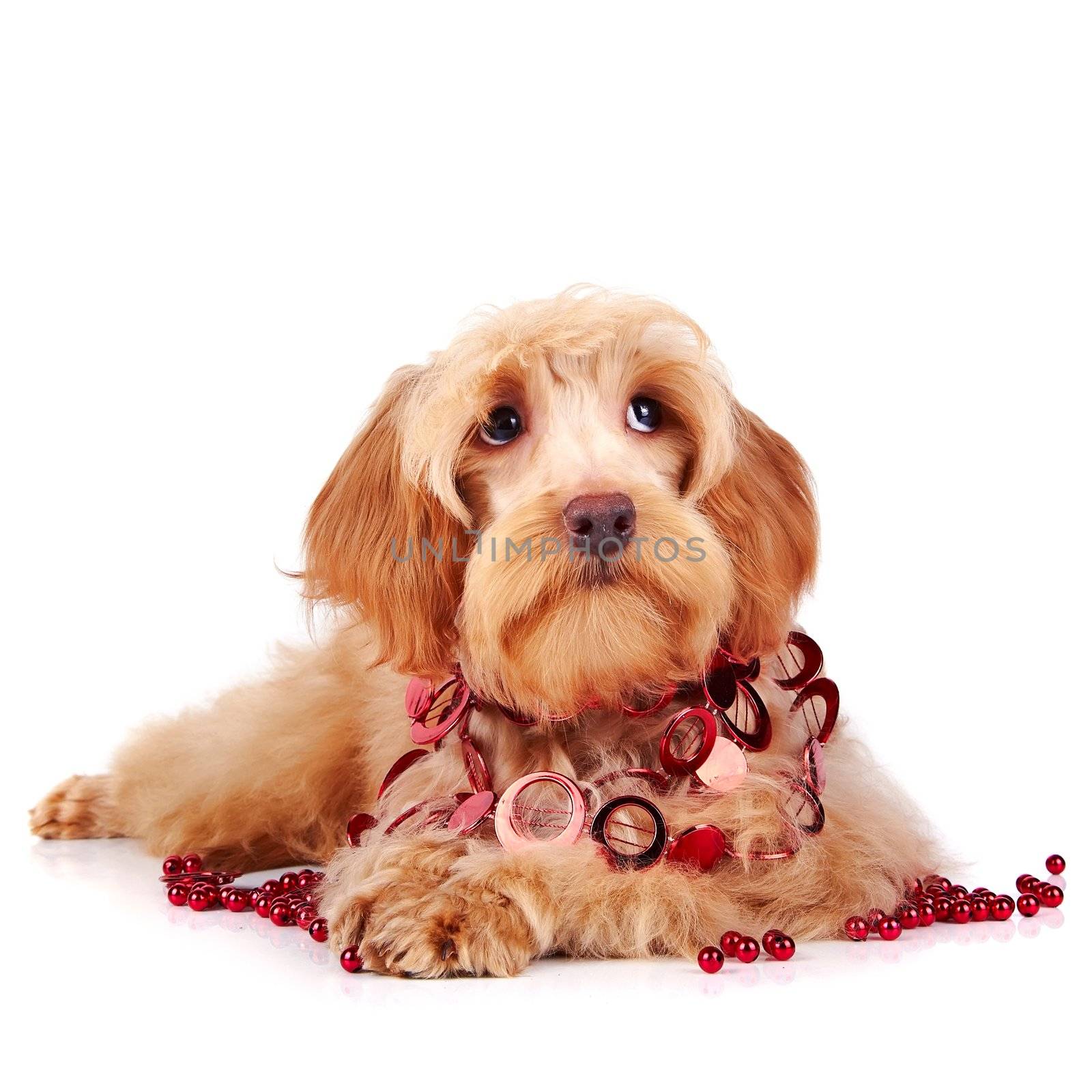 Decorative dog with red ornament and red beads by Azaliya