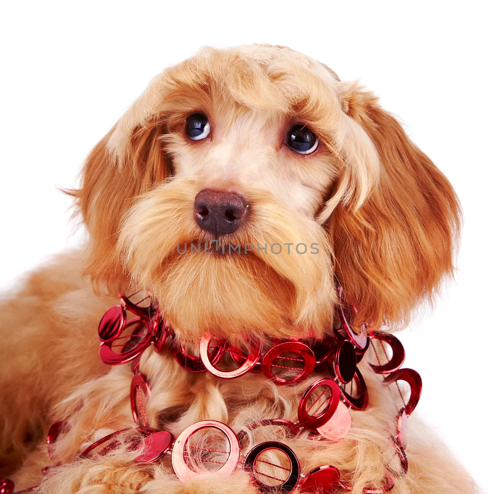 Portrait of a decorative dog with red ornament by Azaliya