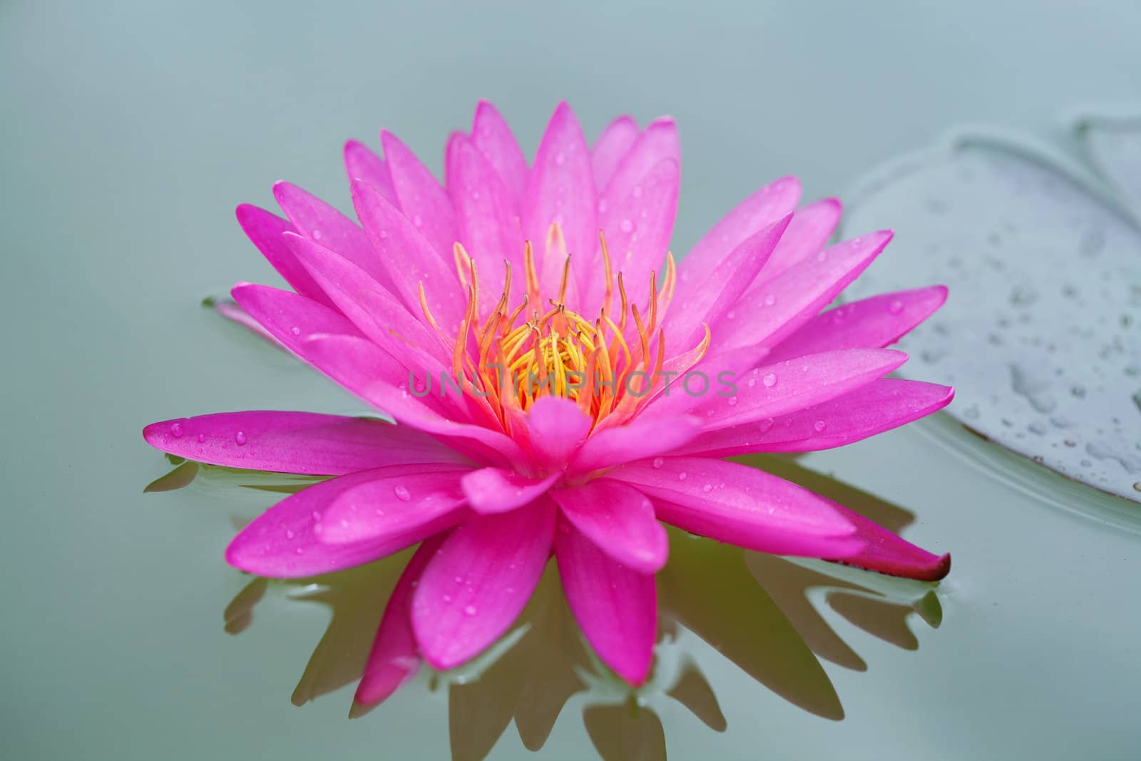 Closeup of Pink Lotus