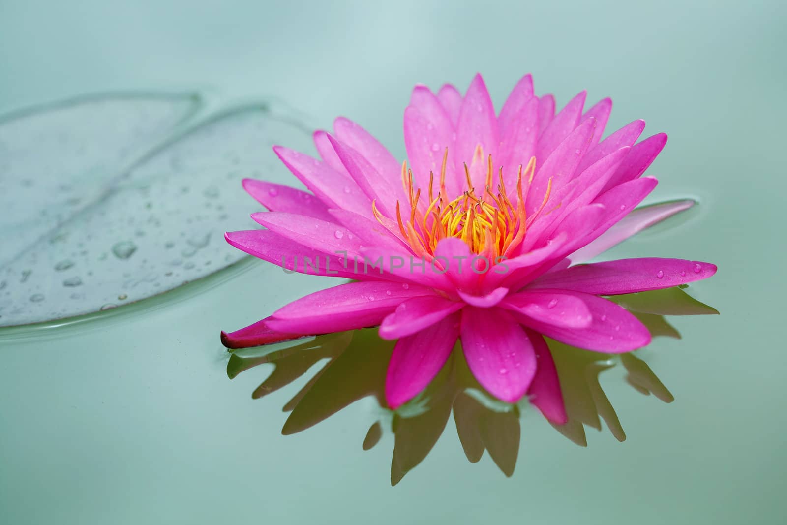 Closeup of Pink Lotus