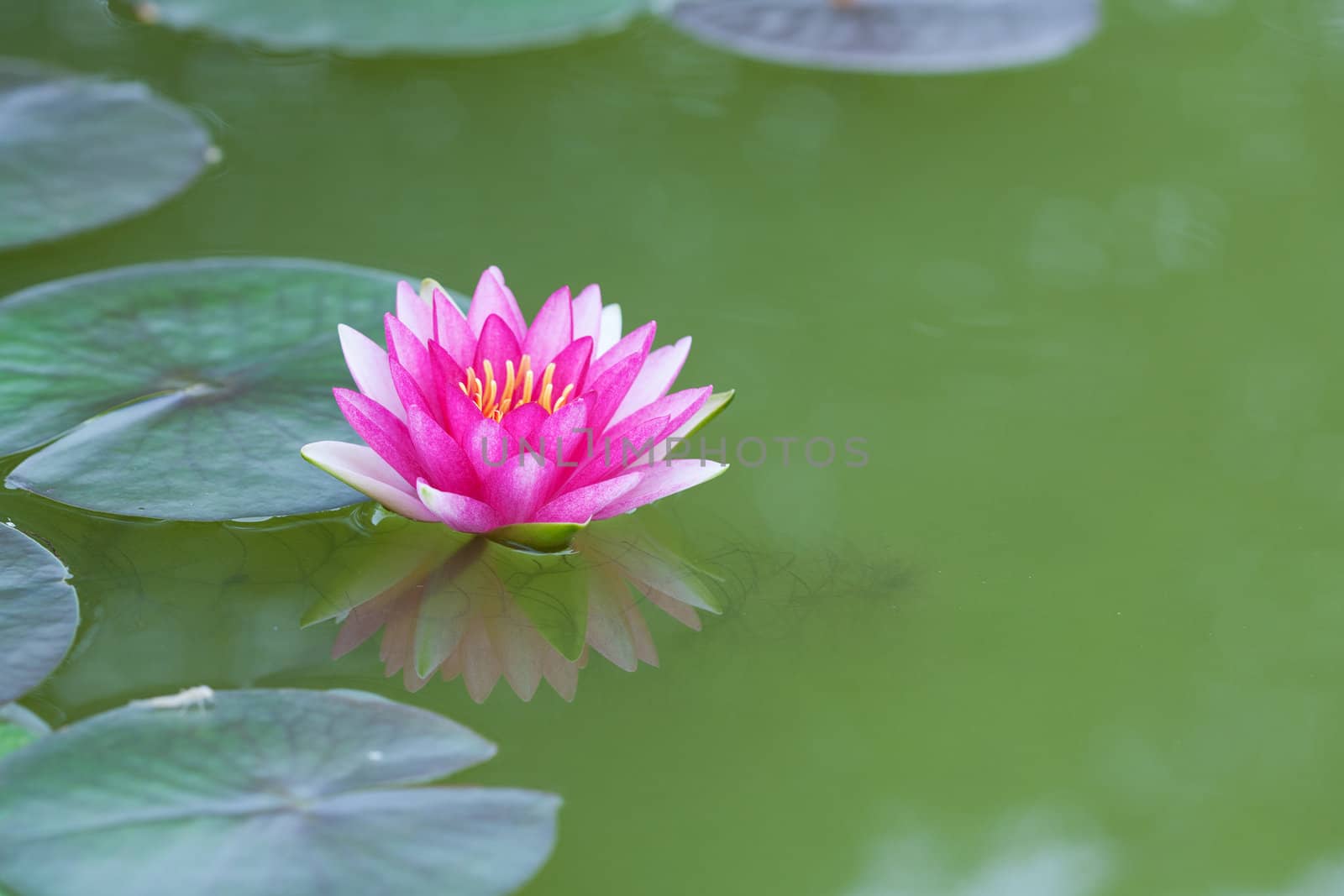 Closeup of Pink Lotus