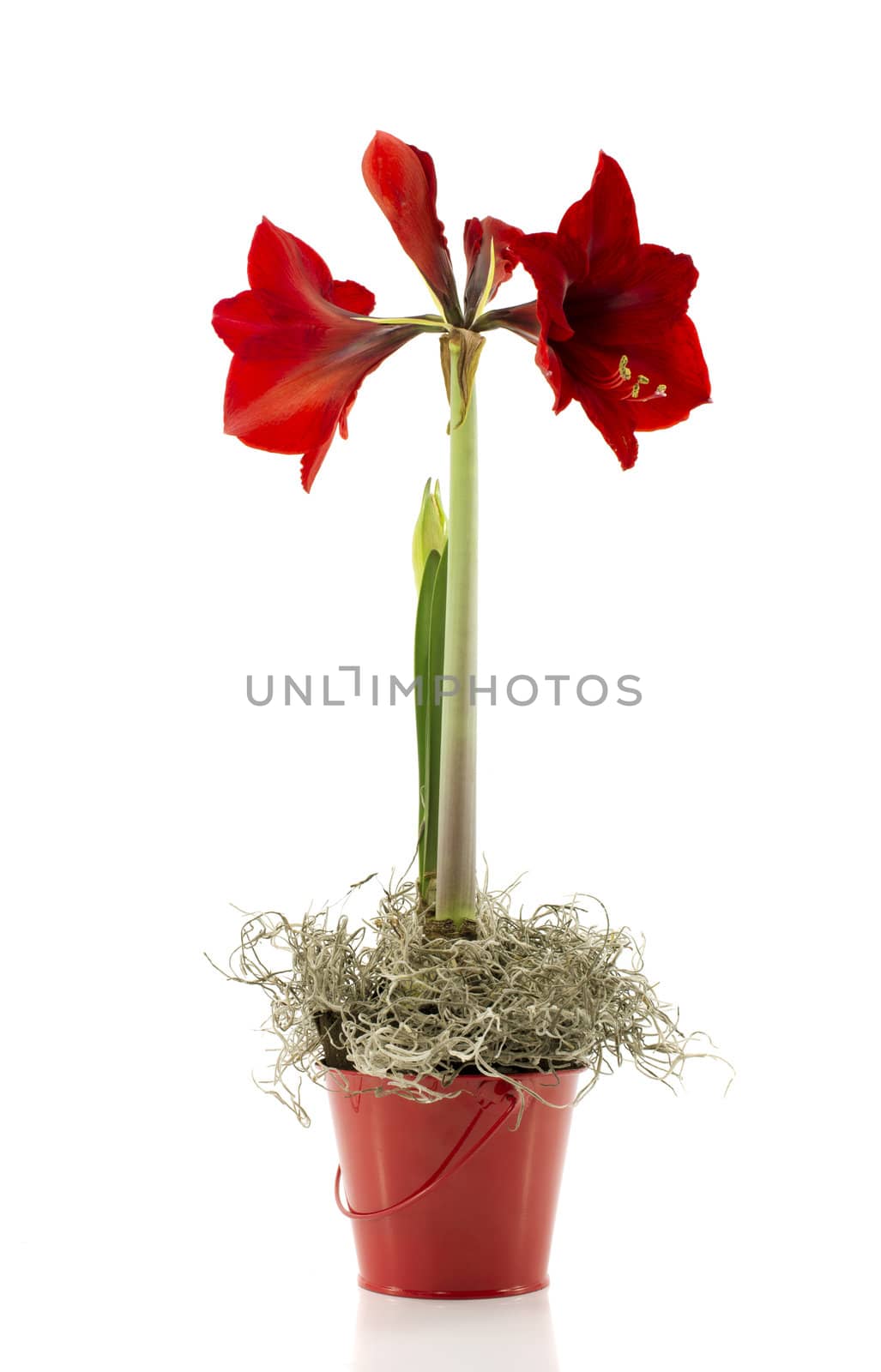 red amaryllis flower isolated on white