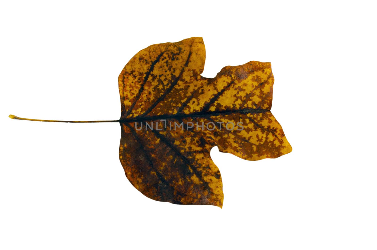 sear tulip tree leaf turned on its side isolated on white background.