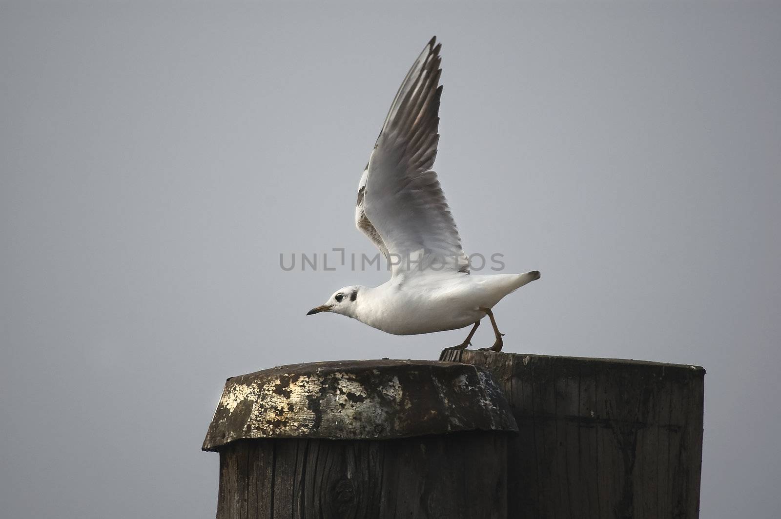 Seagull by sognolucido