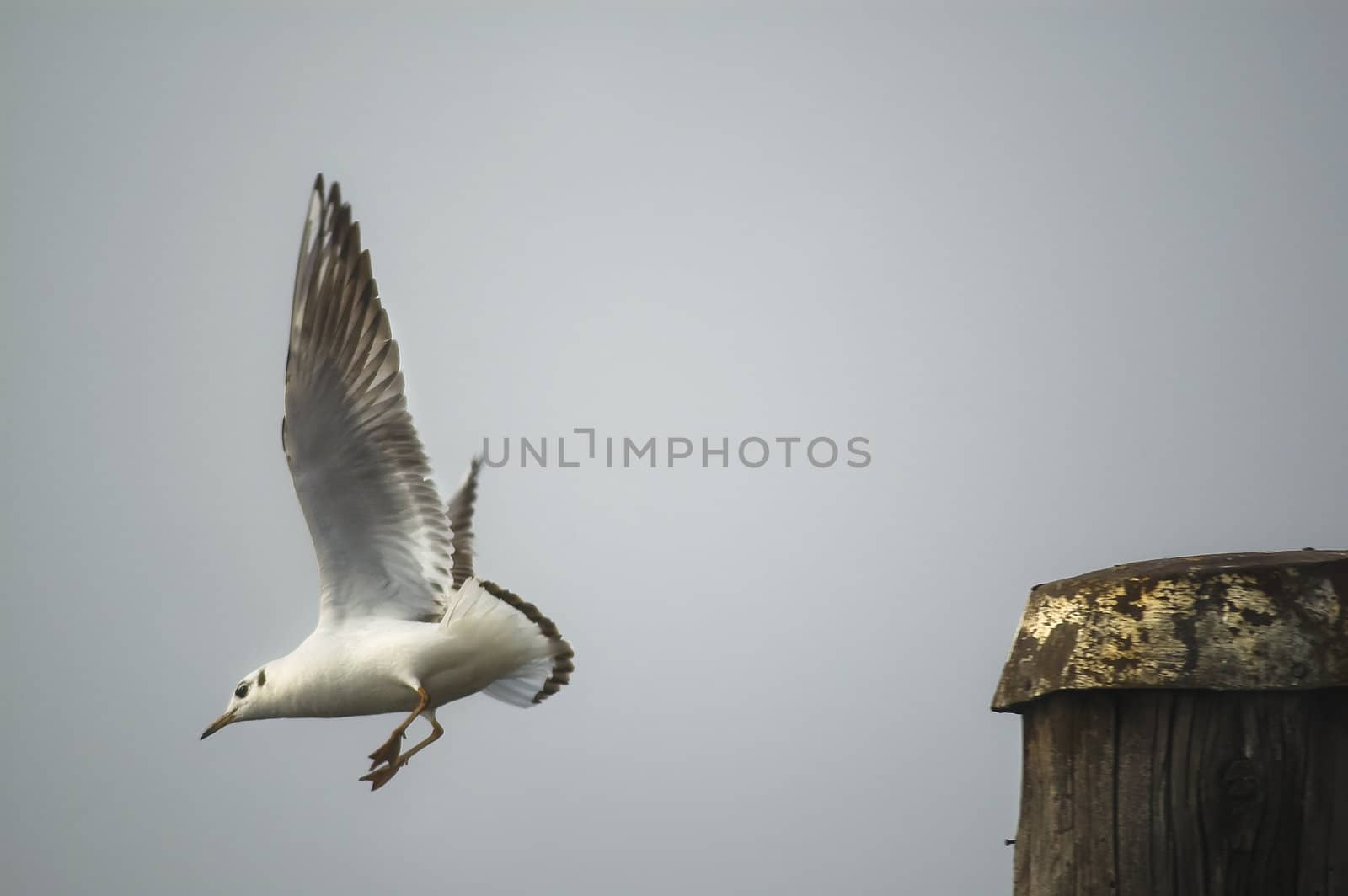 a seagull in flight