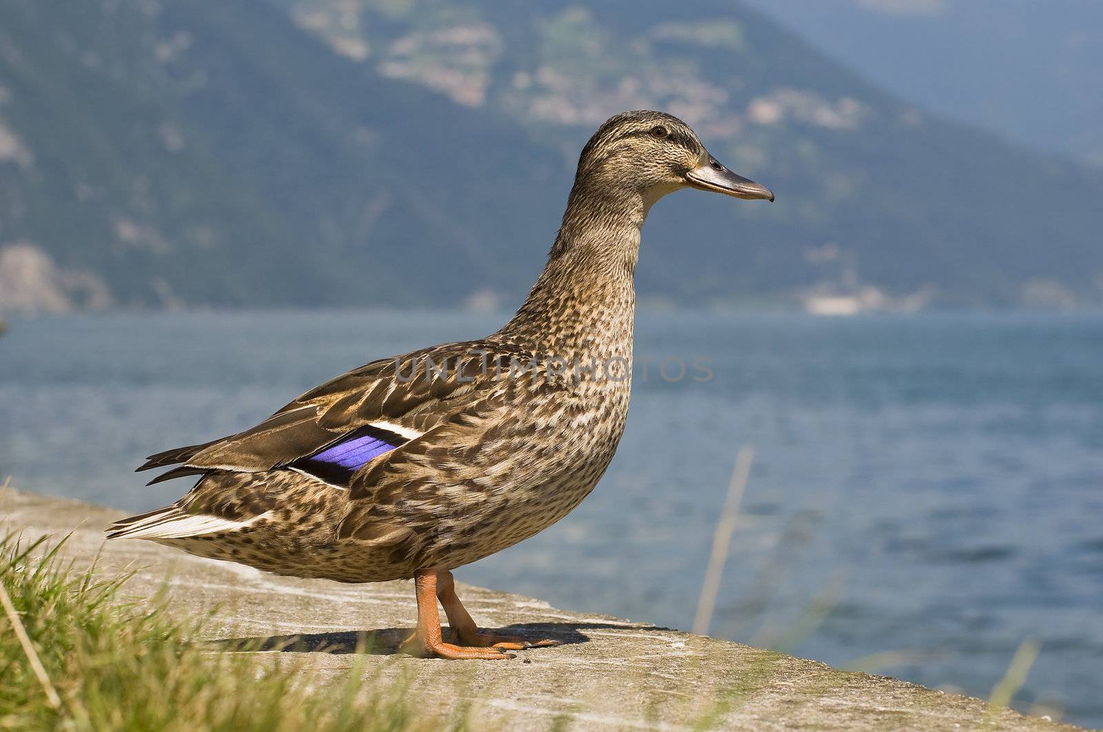 Duck at lake by sognolucido