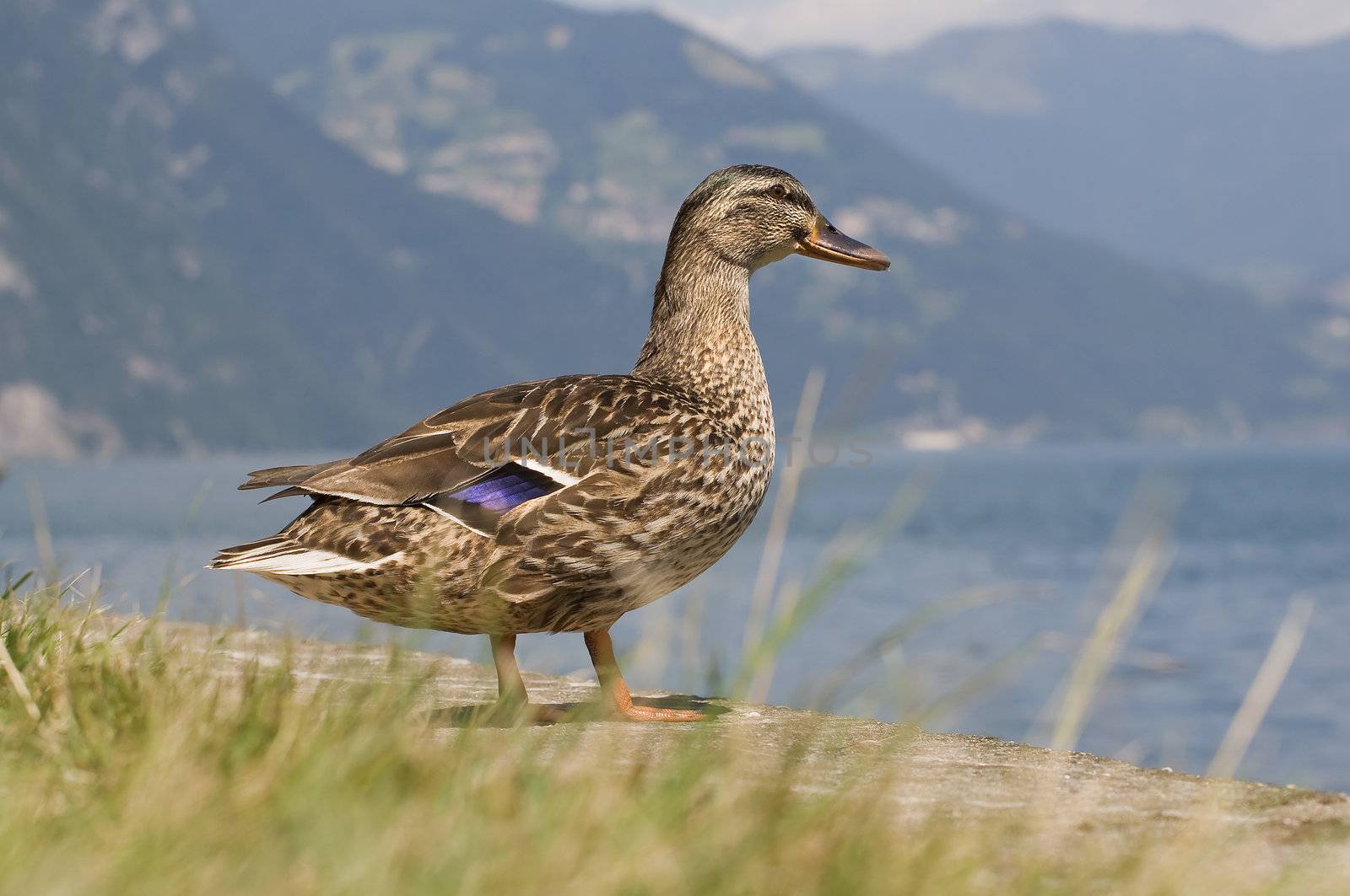 Duck at lake by sognolucido