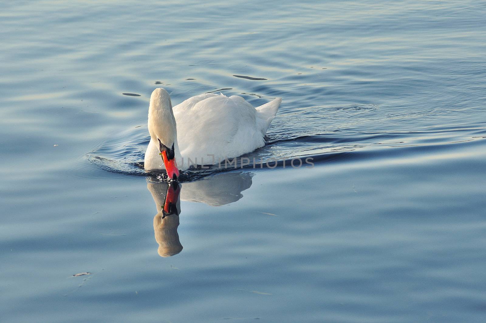 a swan in blue lake