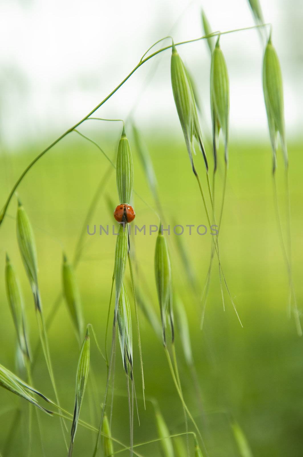 a ladybug in a natural background