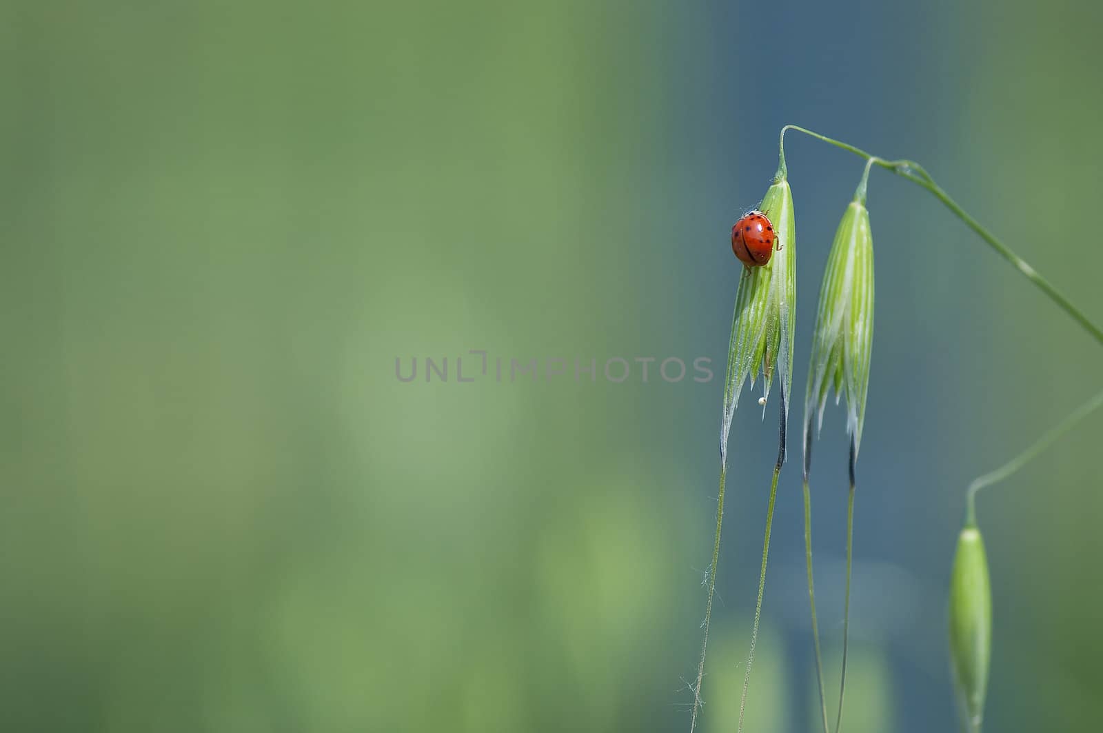 a ladybug in a green background