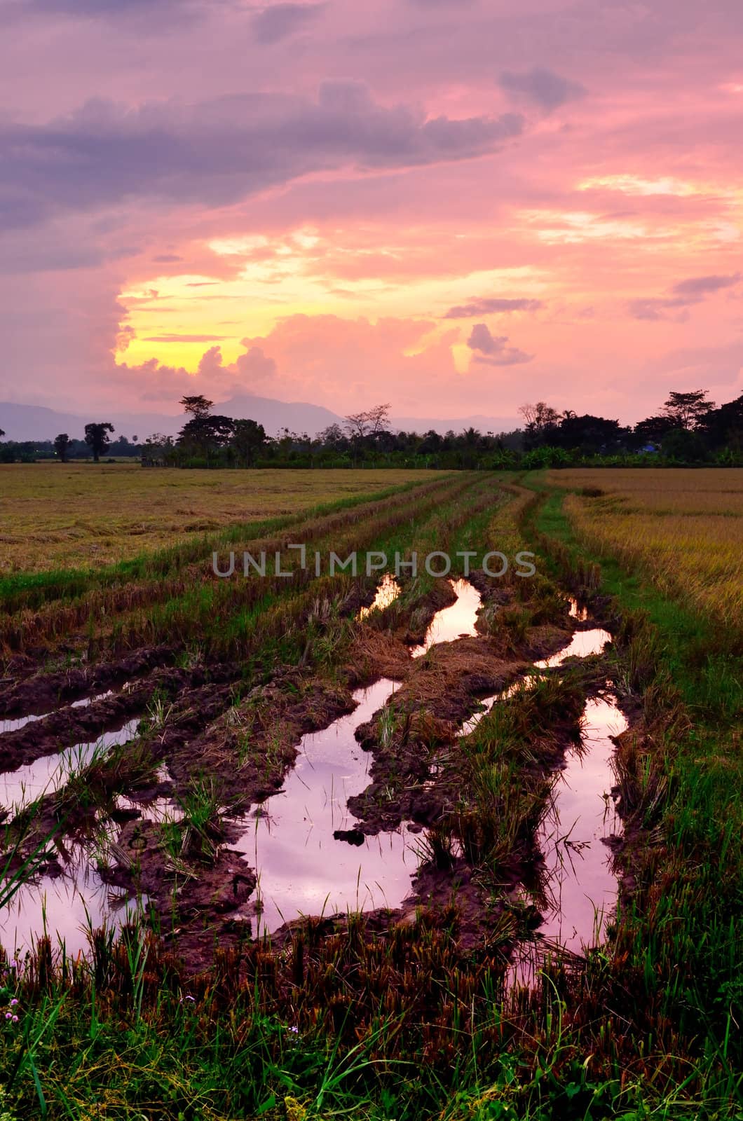 Nice rice field landscape with sunset sky by pixbox77