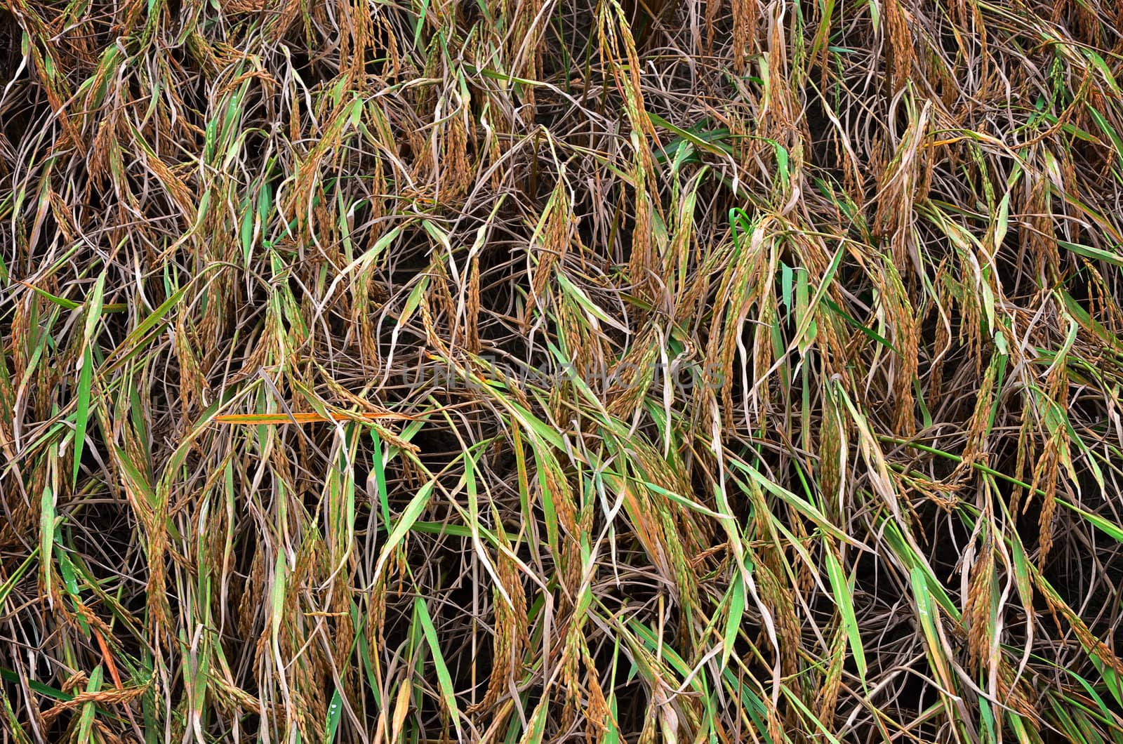 Nice yellow rice in farm for harvest