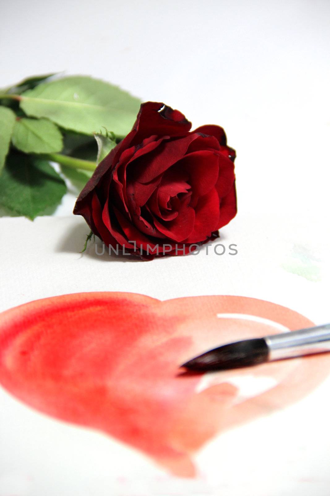 Painted Valentine heart and beautiful rose by tanouchka