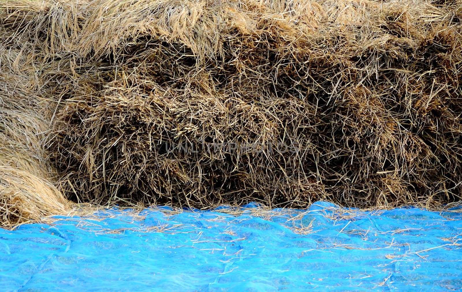 Straw on fabric in the rice field, Harvest time in Thailand