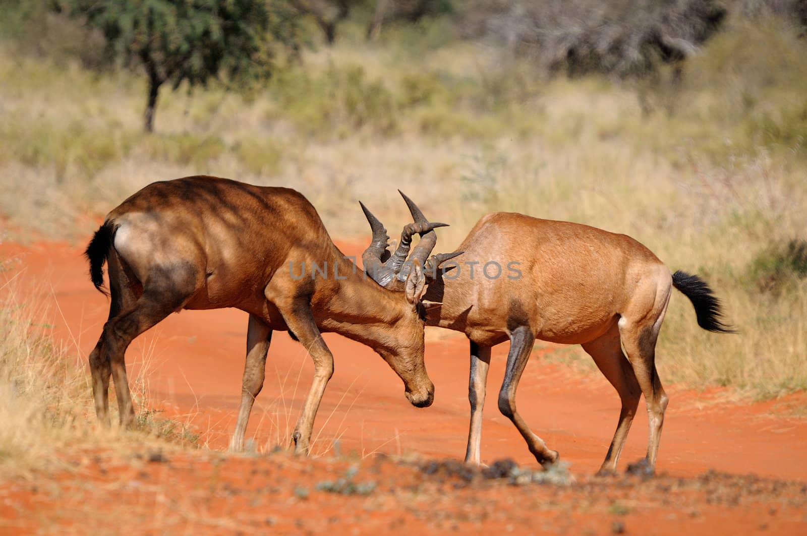 Red hartebeest fighting, Mokala National Park, South Africa