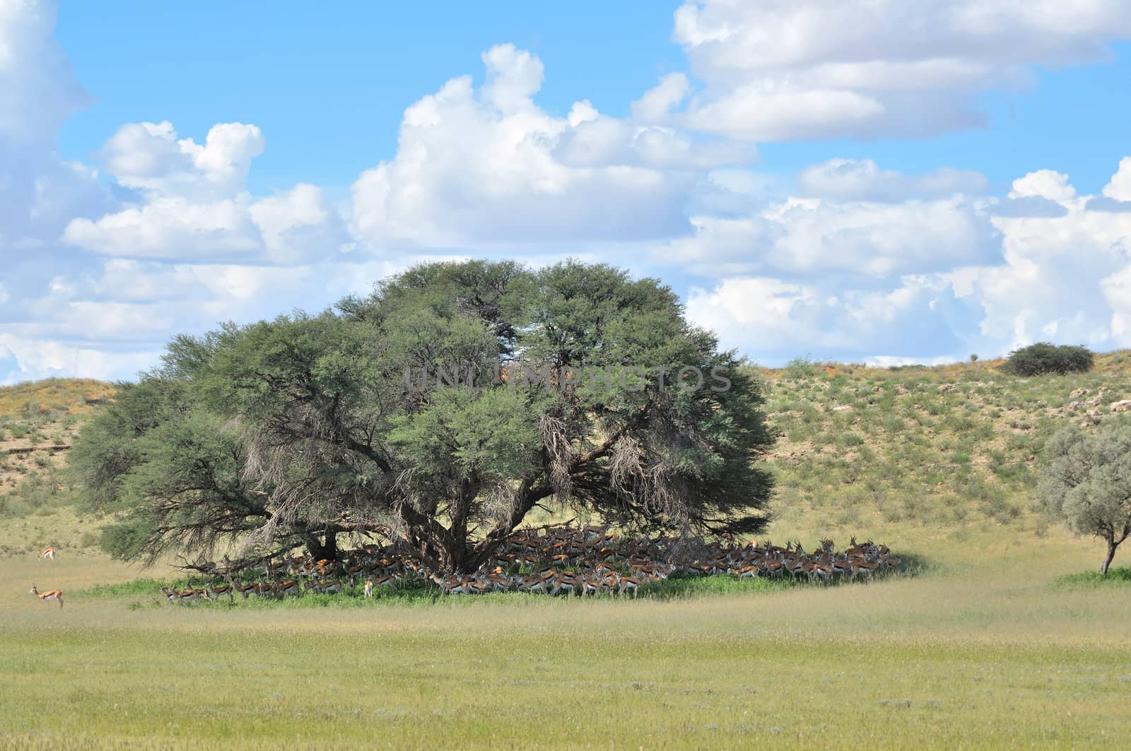 Springbok herd hiding for the sun, Kgalagadi Transfrontier Park, South Africa