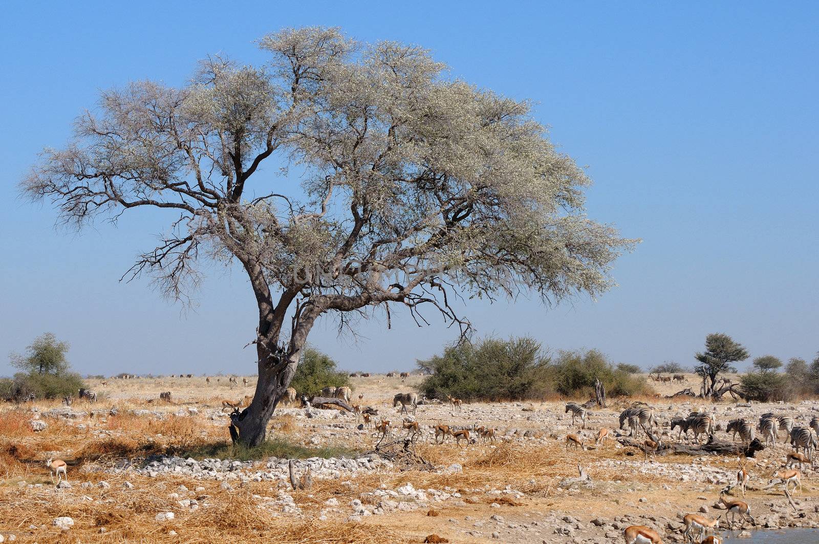 View of the waterhole, Okaukeujo Rest Camp,  Etosha National Park, Namibia