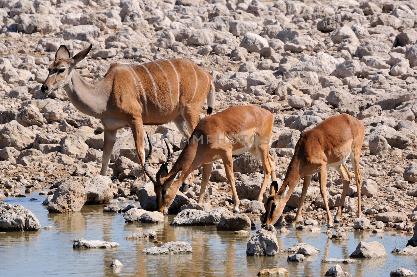 Greater Kudu cow, Impala ram and ewe at Okaukeujo in the Etosha National Park of Namibia