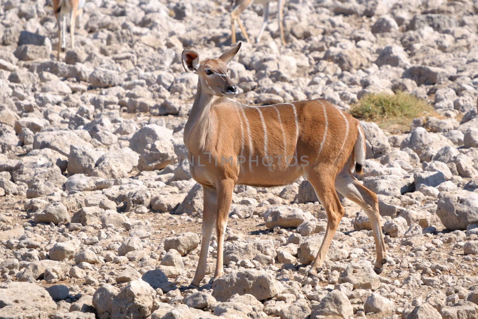 Greater Kudu cow in the Etosha National Park of Namibia