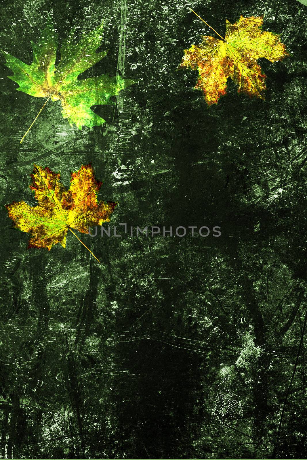 Dark edged paper and maple leafes by petrkurgan