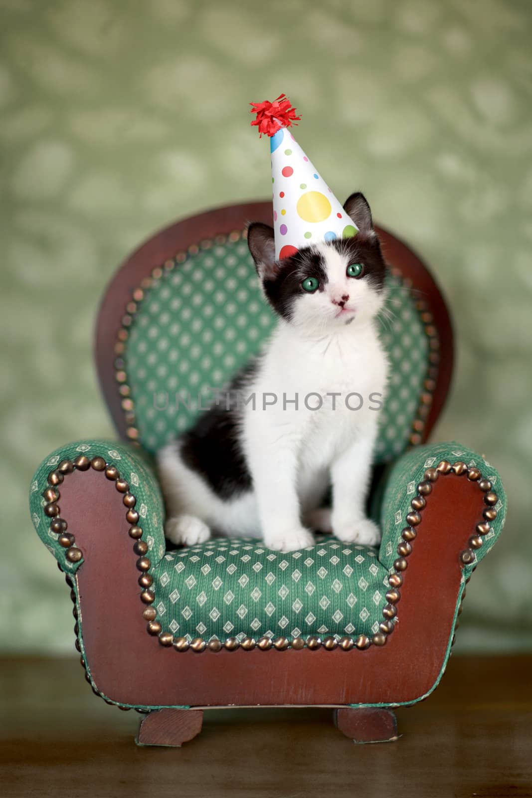 Birthday Kitten Sitting in a Chair by tobkatrina