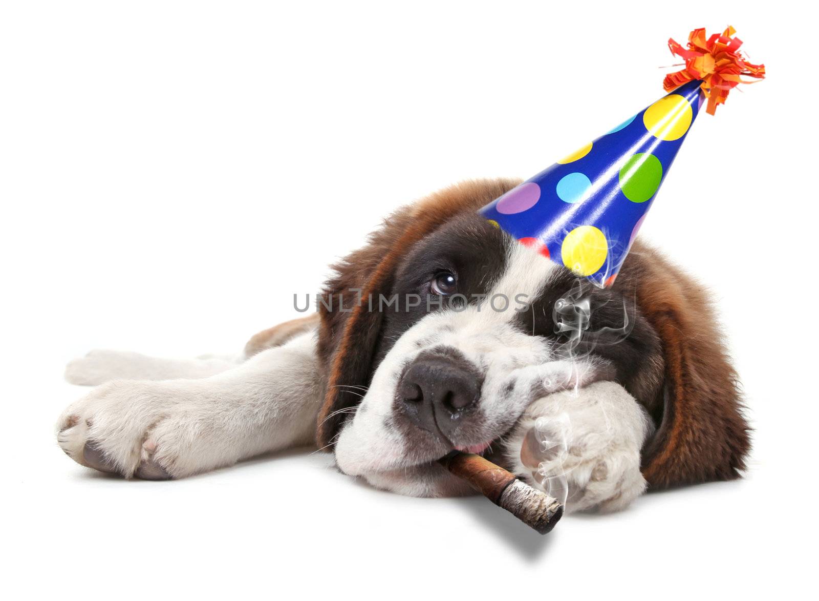 Saint Bernard Puppy Who Partied too Hard Smoking