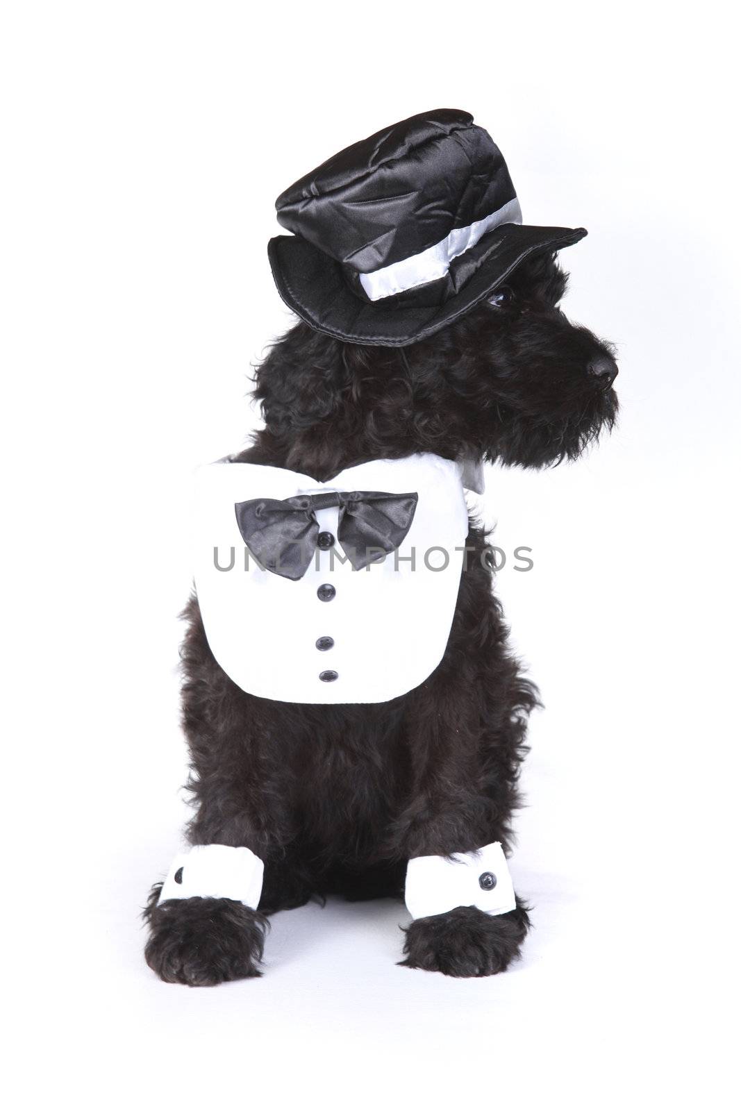 Black Russian Terrier Puppy Dog Butler on White Background
