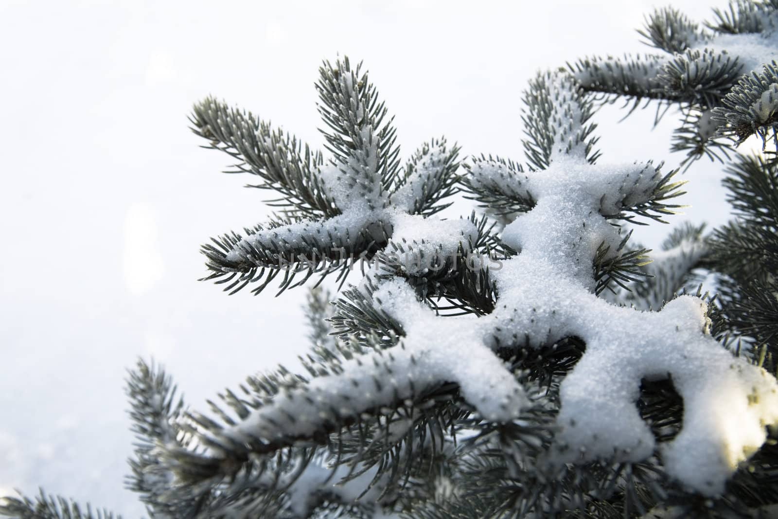 snow covered fir branches on a white background by Serp