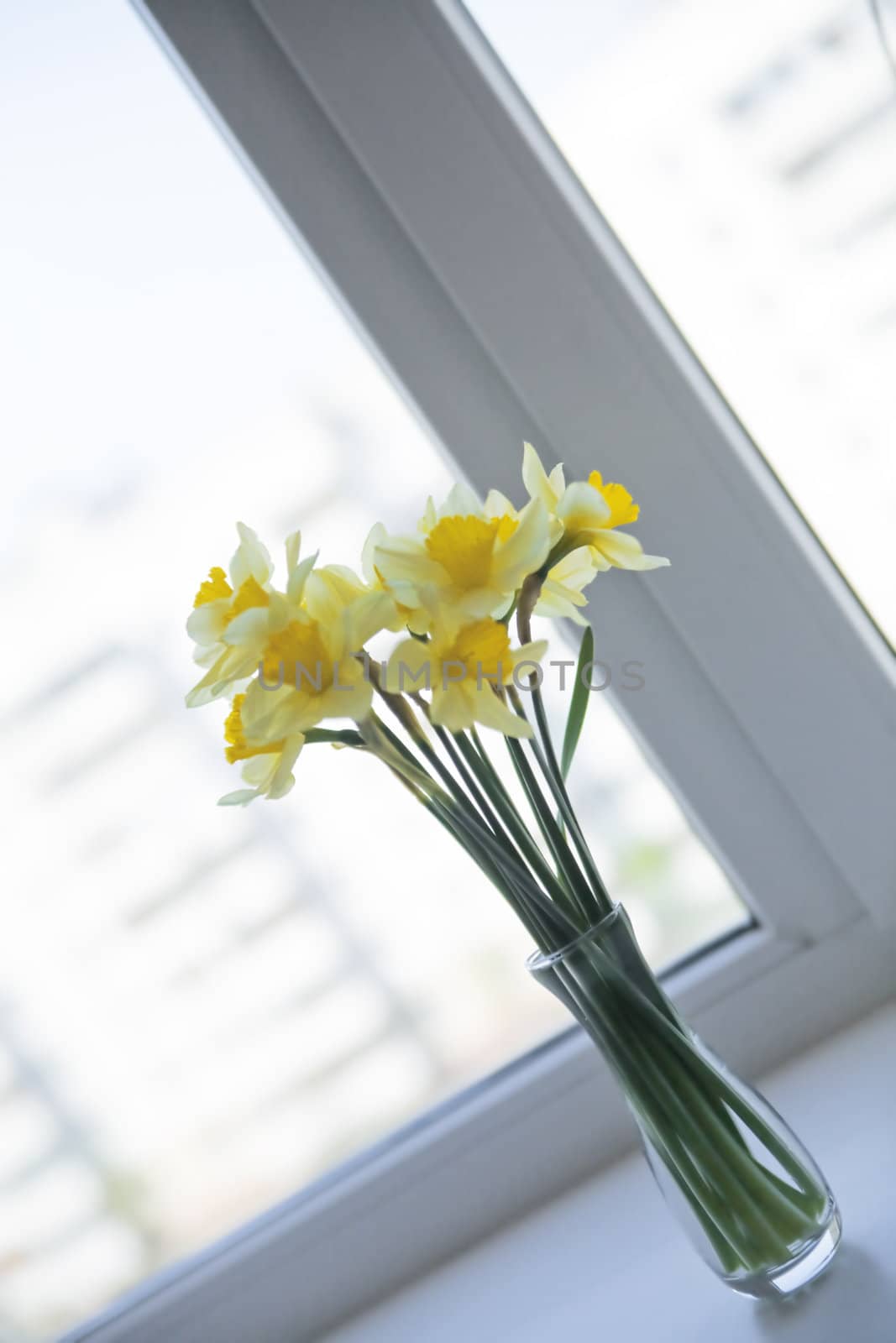 delicate yellow daffodils on the window sill