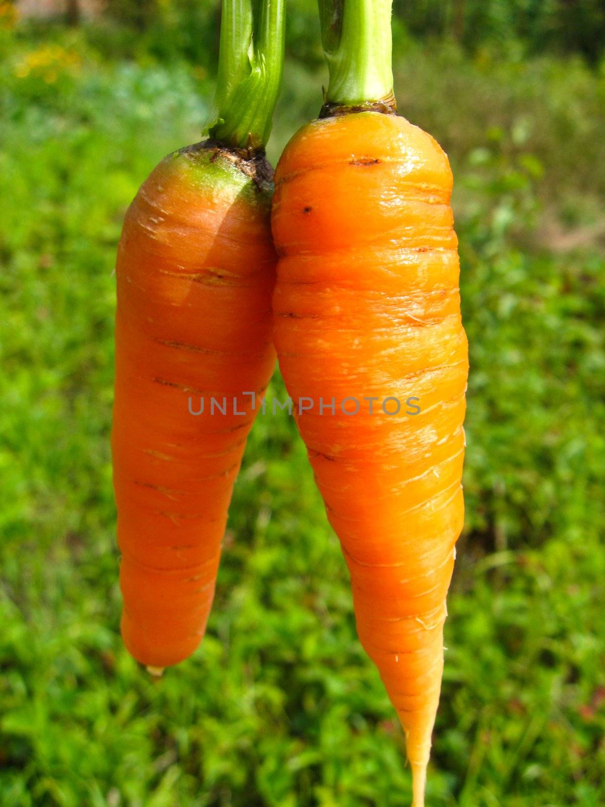 The image of a pair of pulled out carrots