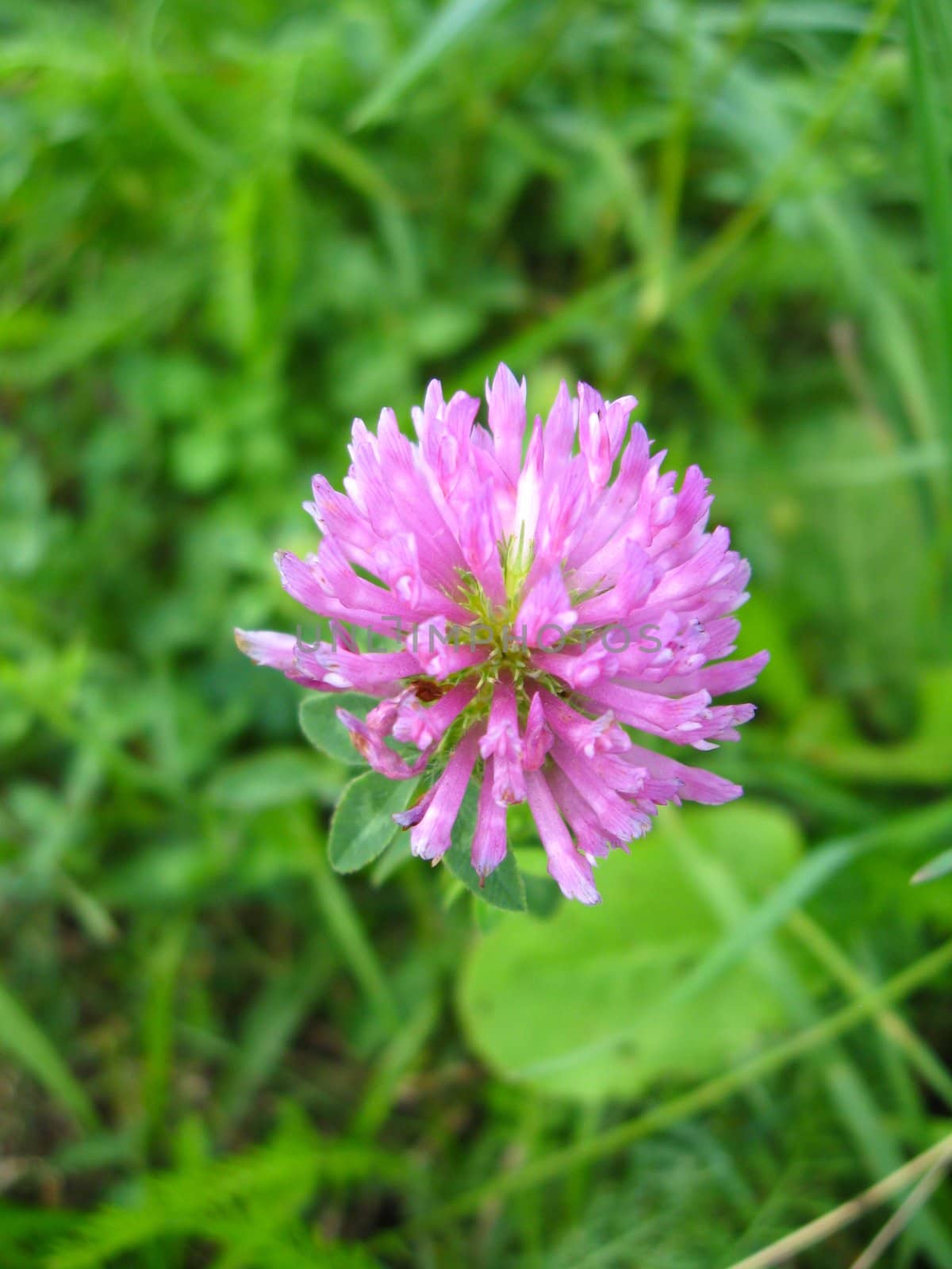 Pink flower of clover by alexmak