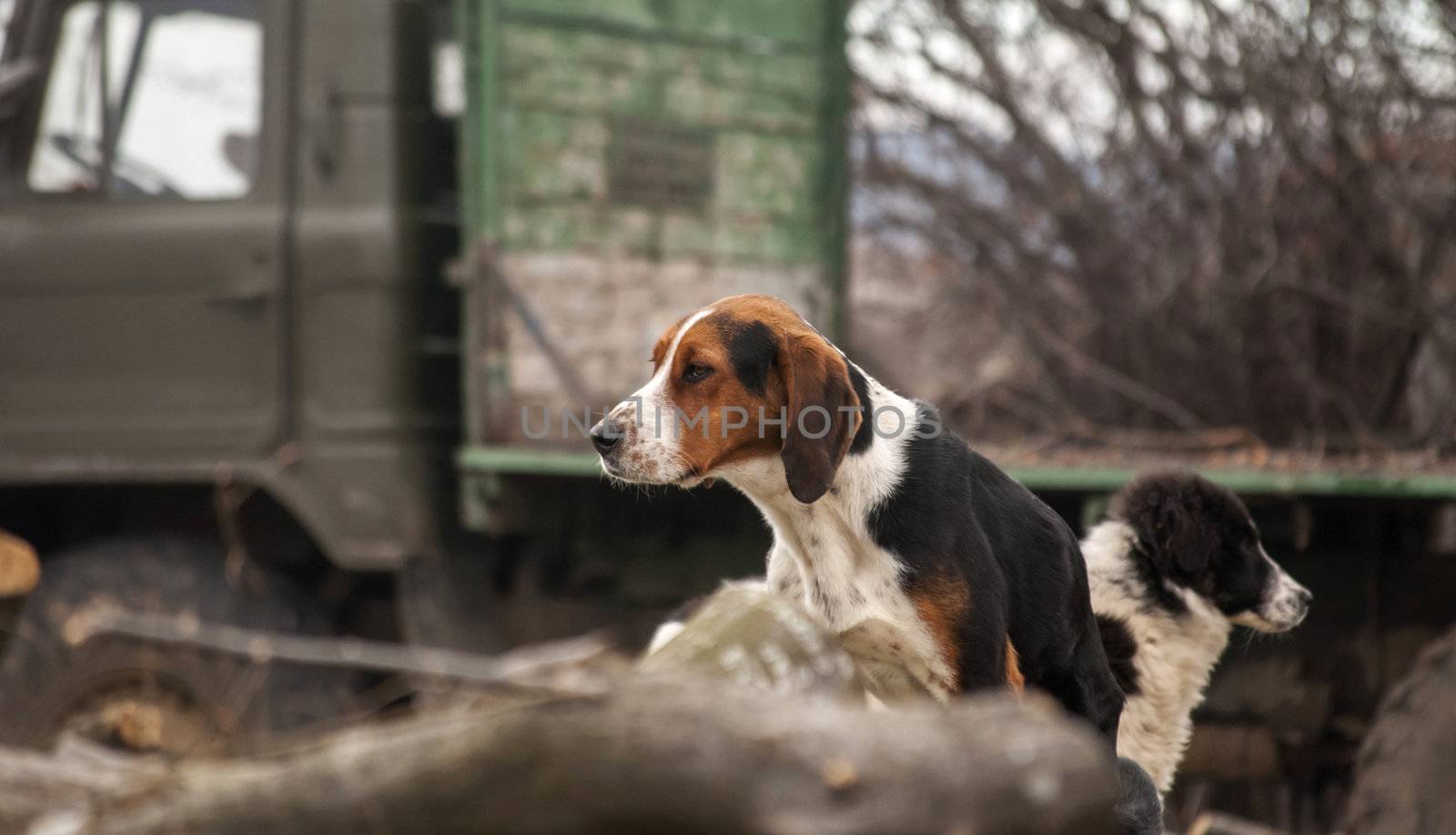 Two country dogs in village, cut woods,  logging truck as background