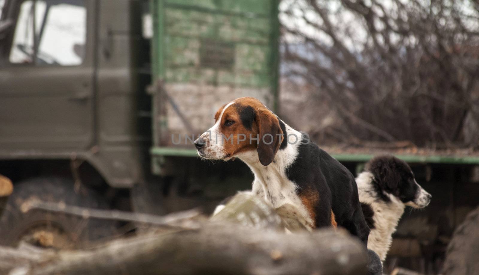 Two country dogs by varbenov