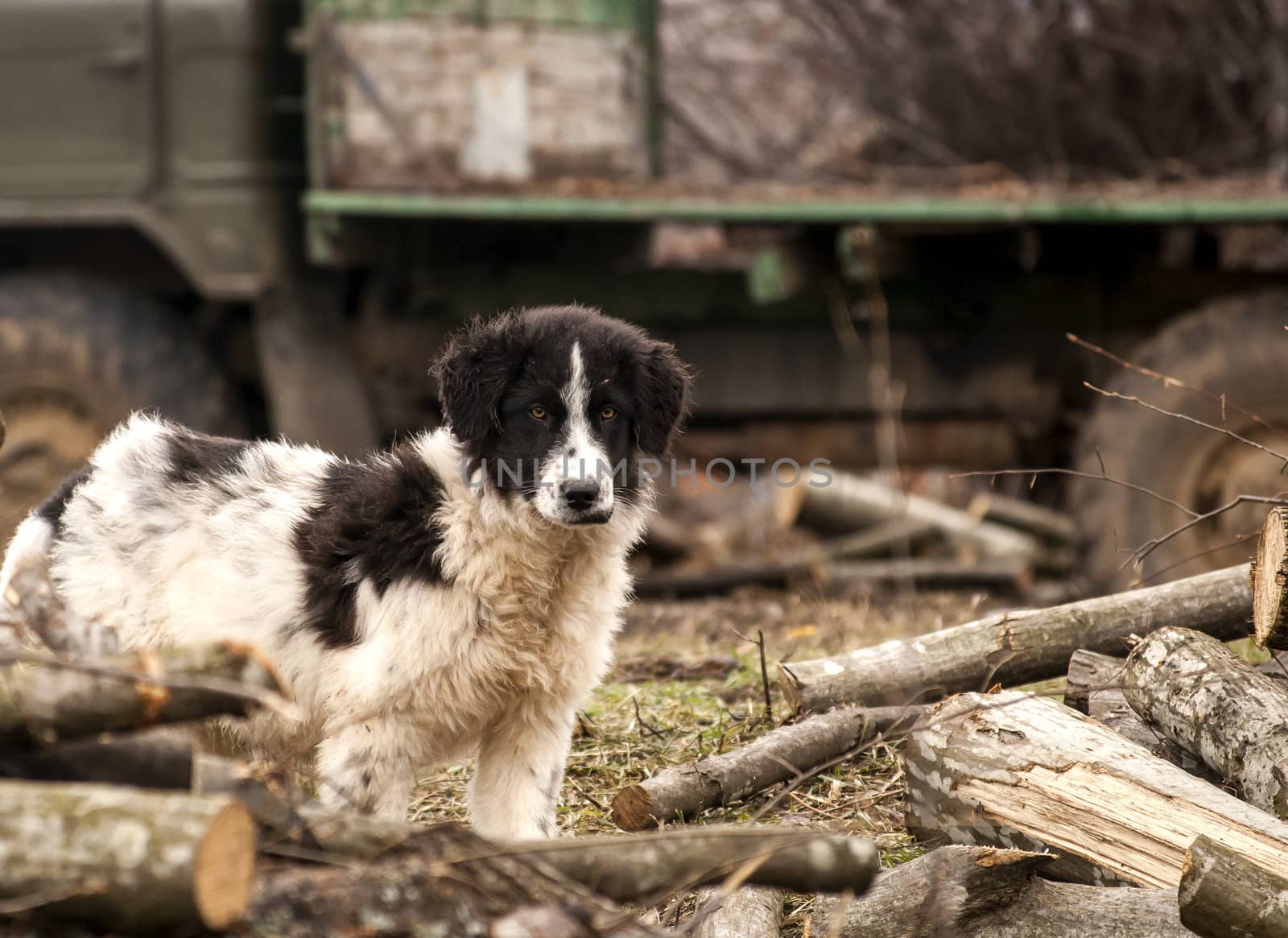 Young sheepdog in village, cut woods,  logging truck as background