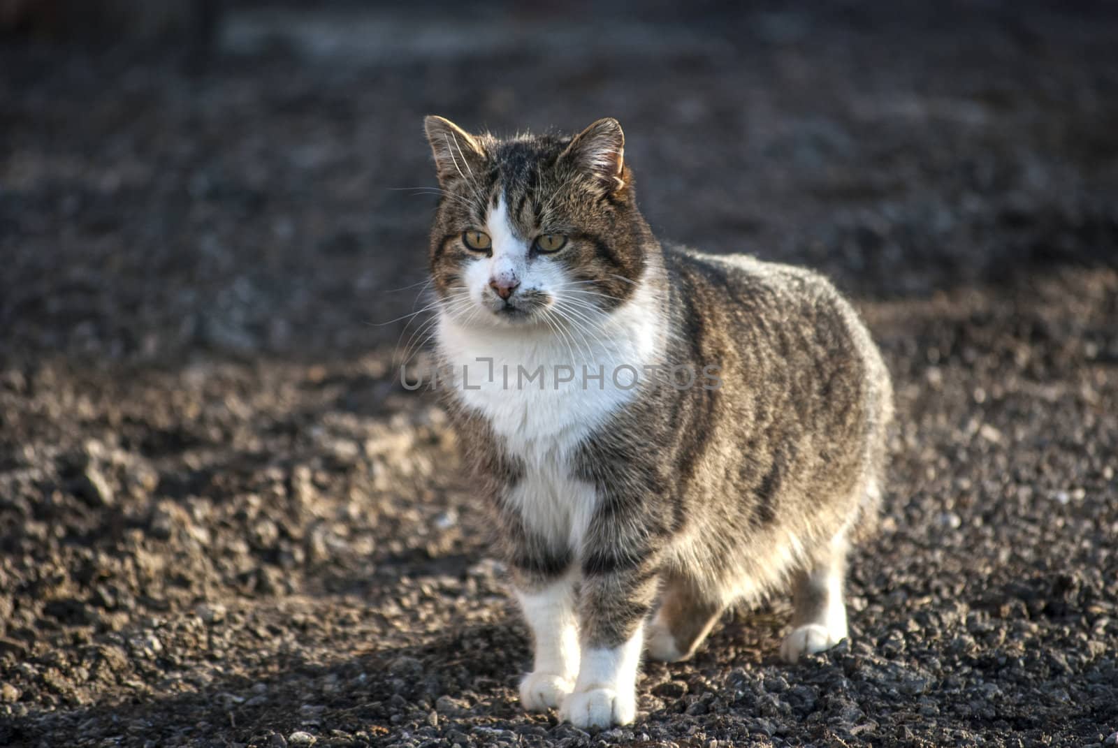 Country cat by varbenov