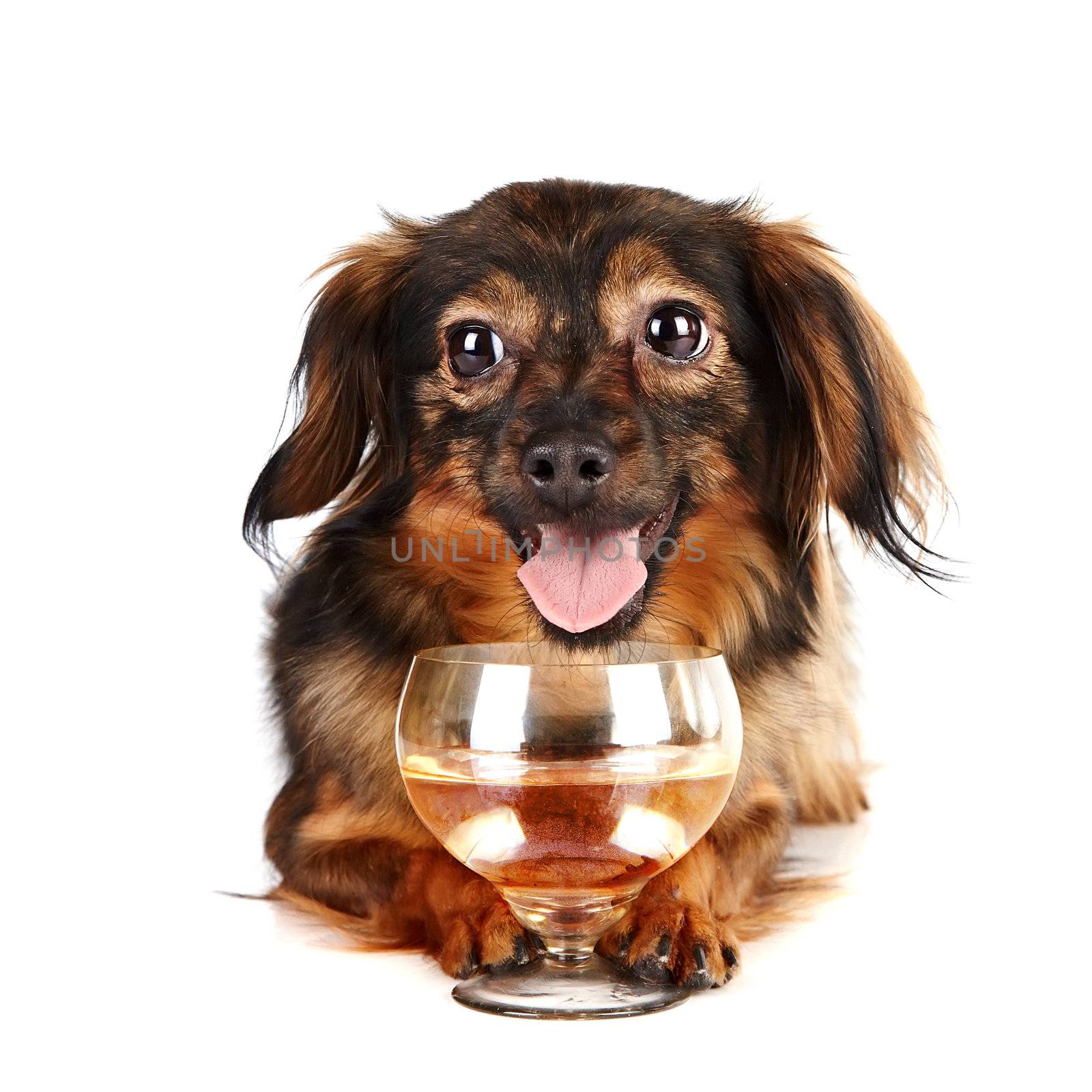 Decorative dog with a glass by Azaliya
