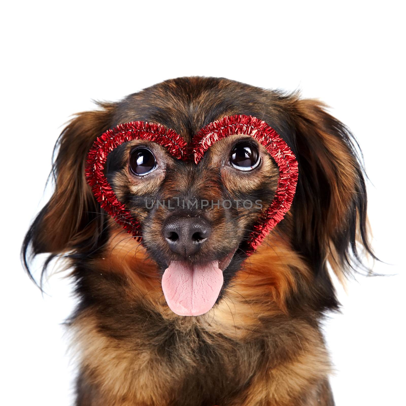Portrait of a decorative dog with heart by Azaliya