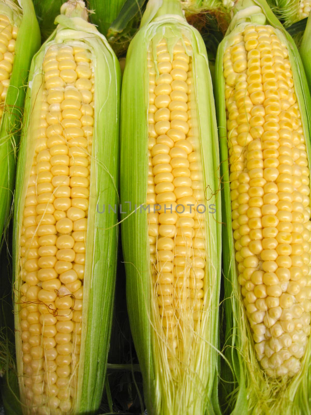 The image of harvest of a maize