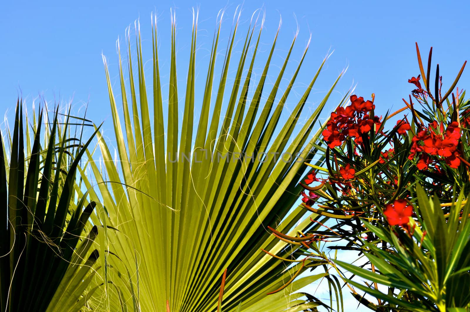 Green Fronds