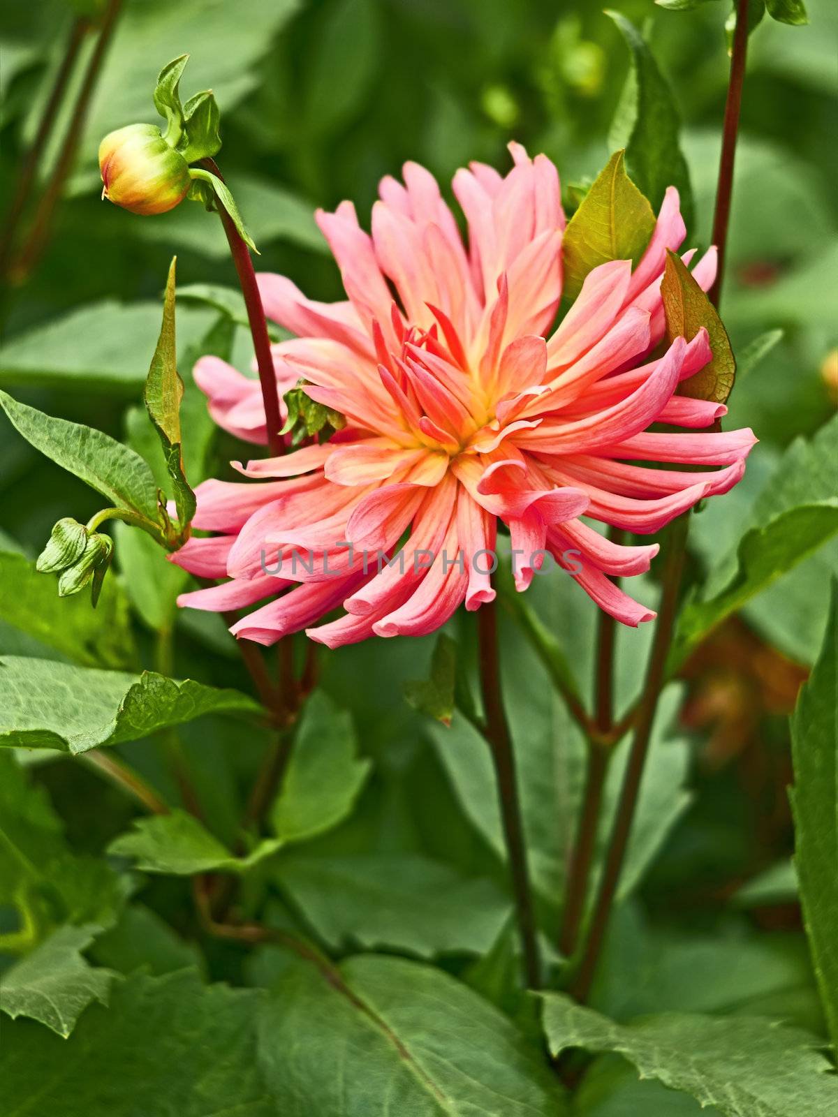 Pink tinge dahlia in flowerbed close up