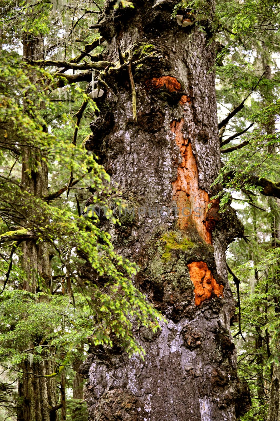 Sitka ancient tree by RefocusPhoto