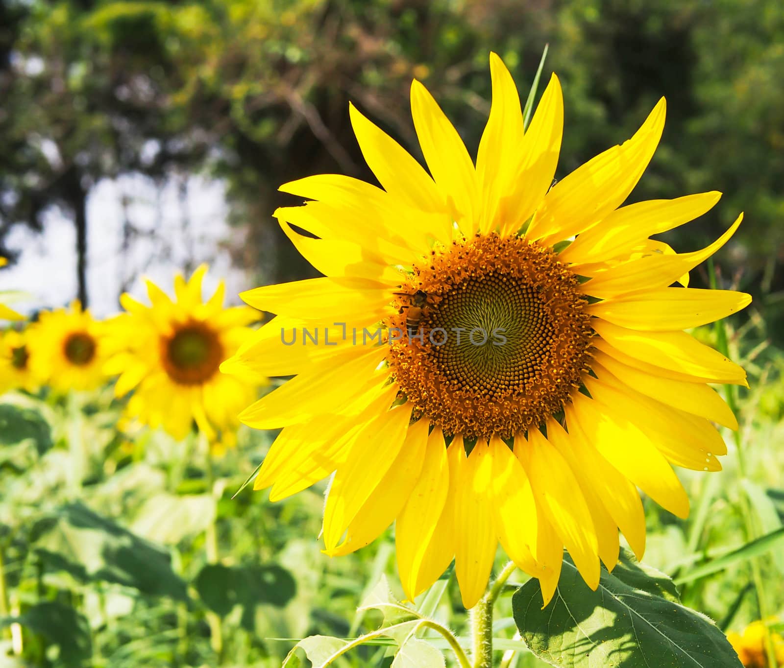 sunflower