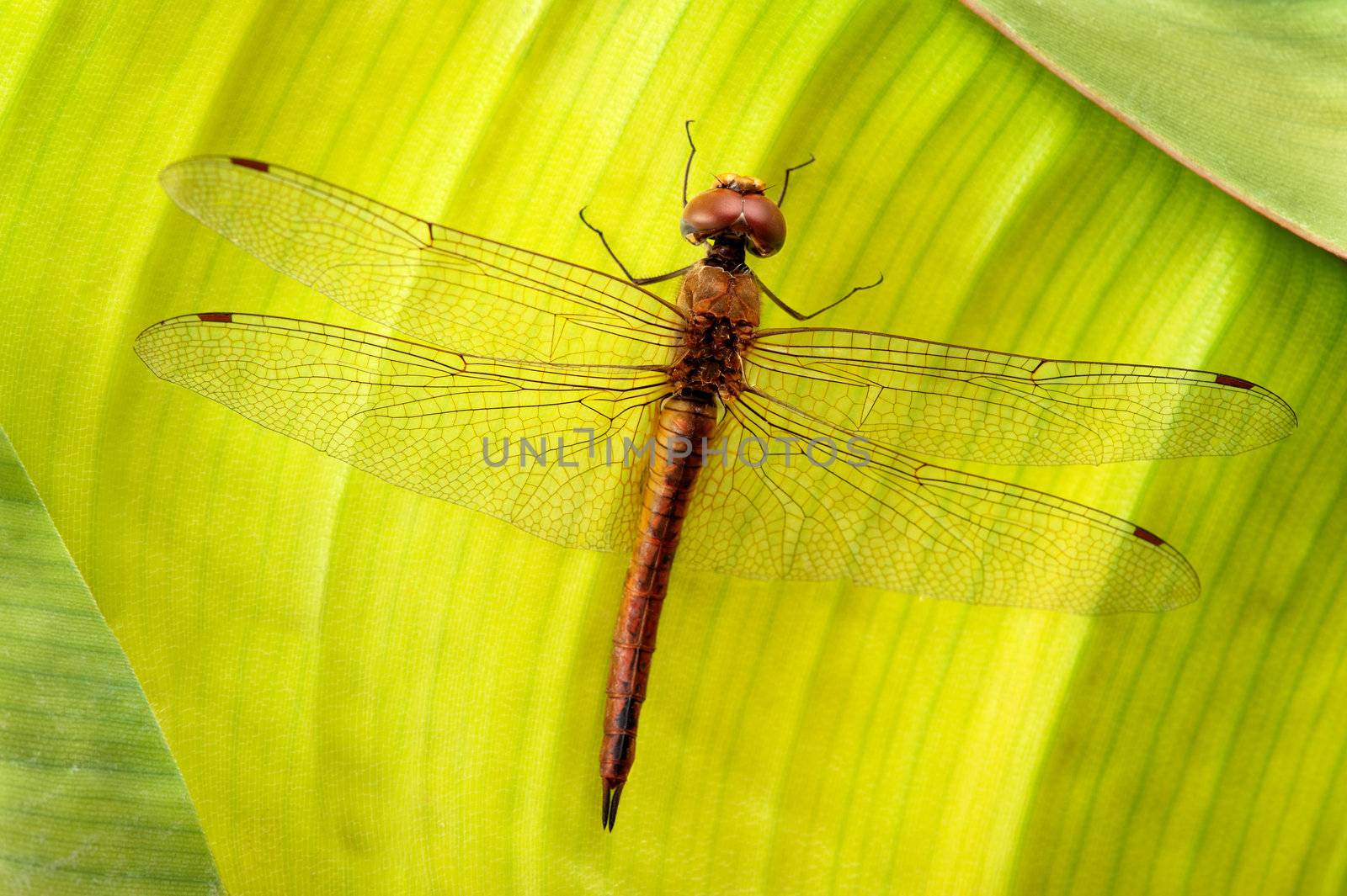 A dragonfly takes a break from flying, on a green leaf.