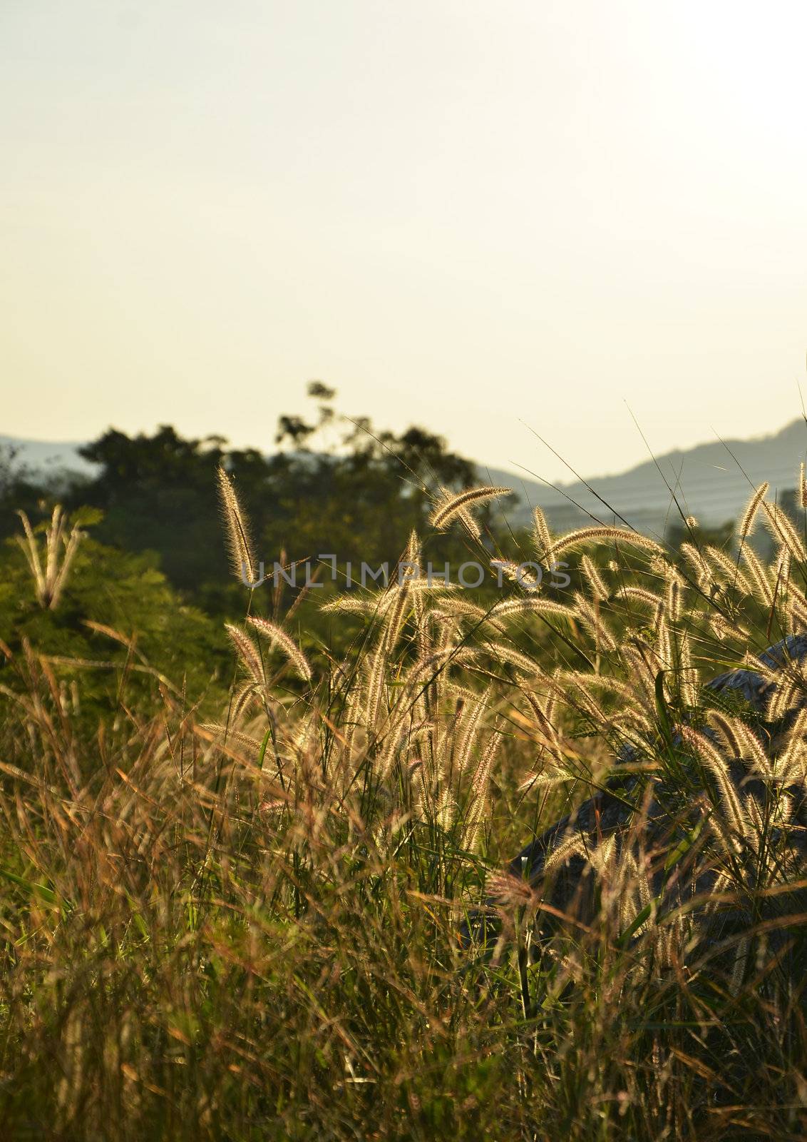 Morning landscape, meadow with sunrise

