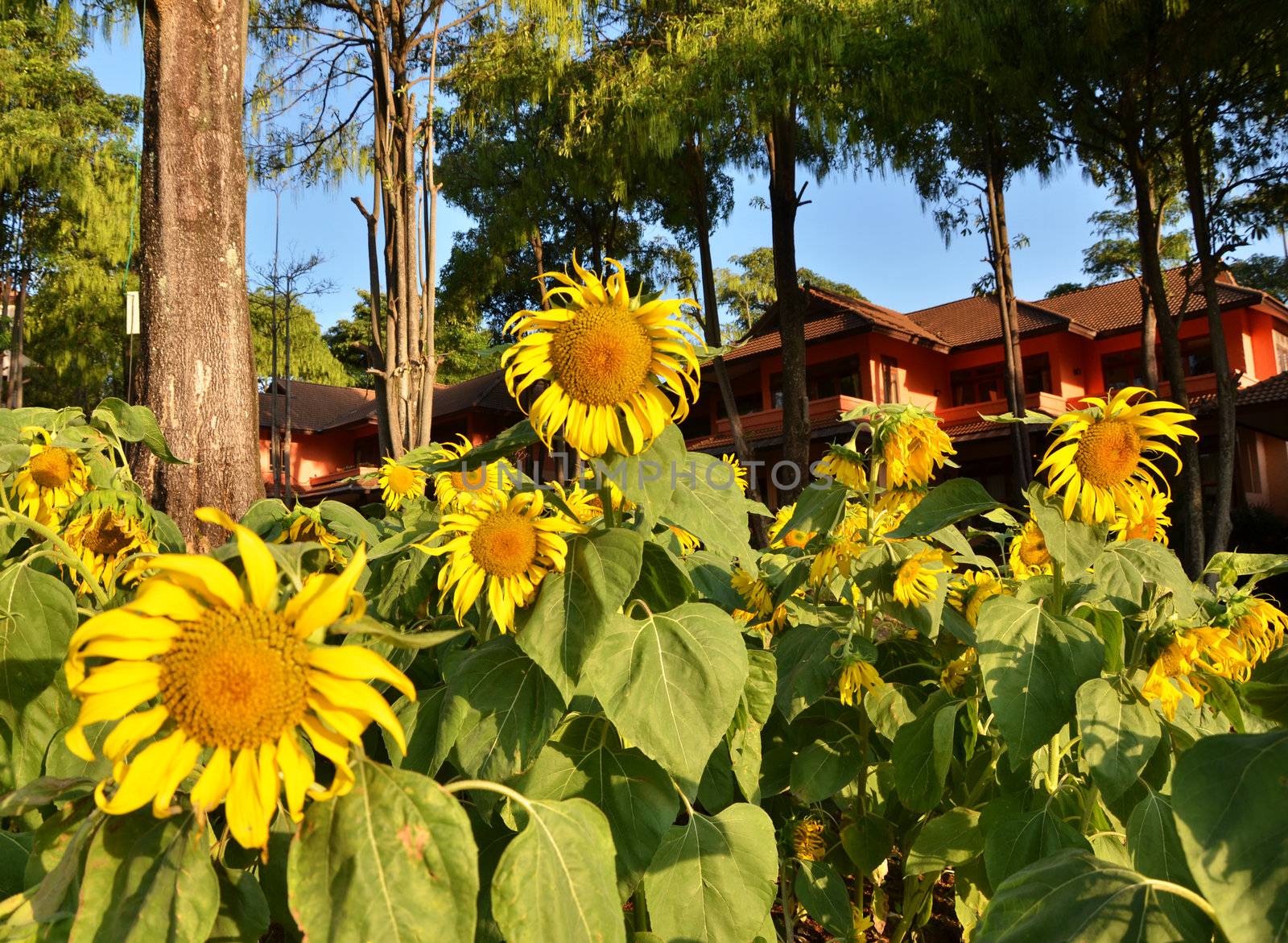 Beautiful sunflowers in Thailand 